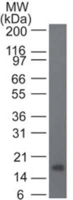 Western Blot: IL21 Antibody [NBP2-31183] - Analysis using Full-length recombinant IL-21 protein probed with 1 ug/ml of . Goat anti-mouse Ig HRP secondary antibody and PicoTect ECL substrate solution were used.