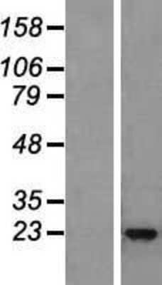 Western Blot IL-22 Overexpression Lysate