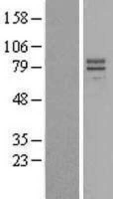 Western Blot IL-23R Overexpression Lysate