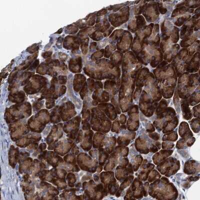 Immunohistochemistry: SF20/MYDGF Antibody [NBP2-48750] - Staining of human pancreas shows strong cytoplasmic positivity in exocrine glandular cells.