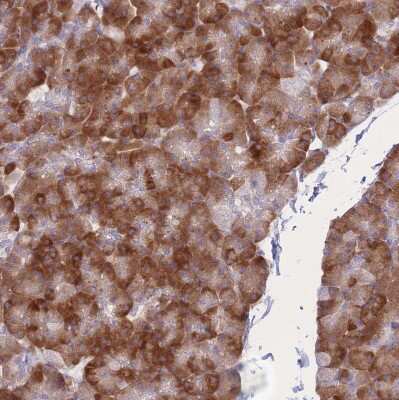 Immunohistochemistry-Paraffin: SF20/MYDGF Antibody [NBP2-48856] - Staining of human pancreas shows strong cytoplasmic positivity in exocrine glandular cells.