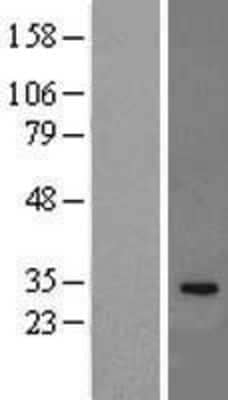 Western Blot IL-33 Overexpression Lysate