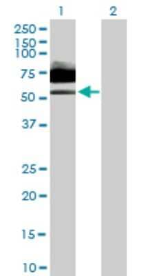 Western Blot: IL6R Antibody [H00003570-B01P] - Analysis of IL6R expression in transfected 293T cell line by IL6R polyclonal antibody.  Lane 1: IL6R transfected lysate(51.48 KDa). Lane 2: Non-transfected lysate.