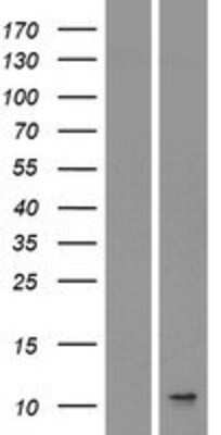 Western Blot CXCL8/IL-8 Overexpression Lysate