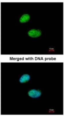 Immunocytochemistry/Immunofluorescence: ILF1 Antibody [NBP2-16959] - Analysis of paraformaldehyde-fixed HeLa, using antibody at 1:200 dilution.