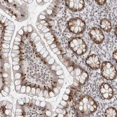 Immunohistochemistry-Paraffin: ILF1 Antibody [NBP1-87700] - Staining of human small intestine shows distinct nuclear positivity in glandular cells.