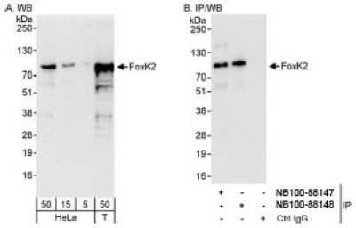 Western Blot: ILF1 Antibody [NB100-88147] - Detection of Human FoxK2 on HeLa whole cell lysate using NB100-88147. FoxK2 was also immunoprecipitated by rabbit anti-FoxK2 antibody NB100-88148.