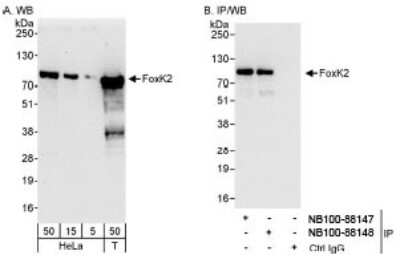 <b>Independent Antibodies Validation and Biological Strategies Validation.</b>Western Blot: ILF1 Antibody [NB100-88148] - Detection of Human FoxK2 on HeLa whole cell lysate using NB100-88148. FoxK2 was also immunoprecipitated by rabbit anti-FoxK2 antibody NB100-88147.