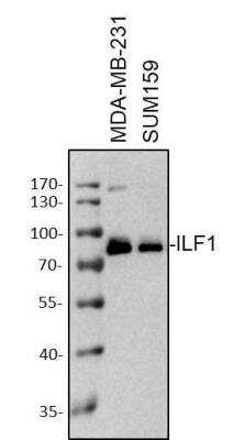 Western Blot: ILF1 Antibody [NB100-88148] - Western Blot: whole cell lysates from MDA-MB-231 and SUM159 cells were loaded with 50 ug/lane. 10% SDS-PAGE. ILF1 antibody (NB100-88148) was used for primary antibody: 1:2000, 4C, overnight. Image from verified customer review.