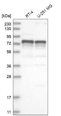 Western Blot: ILF1 Antibody [NBP1-87700] - Analysis in human cell line RT-4 and human cell line U-251 MG.