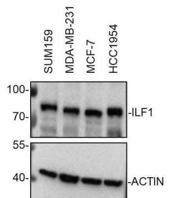 Western Blot: ILF1 Antibody [NBP1-87700] - Whole cell lysates from SUM159, MDA-MB-231, MCF-7 and HCC1954 cells were loaded with 50 ug/lane. 10% SDS-PAGE. ILF1 antibody (NBP1-87700) was used for primary antibody: 1:2000, 4C, overnight. Image from verified customer review.