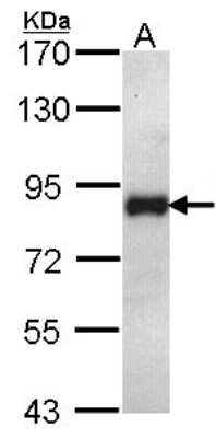 Western Blot: ILF1 Antibody [NBP2-16959] - Sample (30 ug of whole cell lysate) A: H1299 7. 5% SDS PAGE gel, diluted at 1:1000.