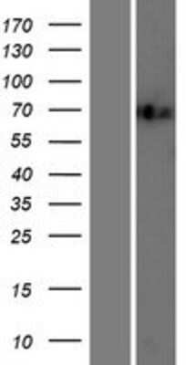 Western Blot: ILF1 Overexpression Lysate (Adult Normal) [NBP2-10526] Left-Empty vector transfected control cell lysate (HEK293 cell lysate); Right -Over-expression Lysate for ILF1.