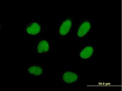 Immunocytochemistry/Immunofluorescence: ILF2 Antibody [H00003608-B01P] - Analysis of purified antibody to ILF2 on HeLa cell. (antibody concentration 10 ug/ml)