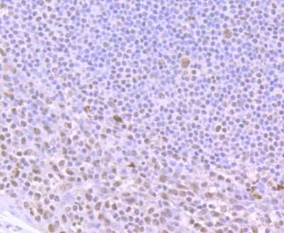 Immunohistochemistry-Paraffin: ILF2 Antibody (JU50-33) [NBP2-75539] - Analysis of paraffin-embedded human tonsil tissue using anti-ILF2 antibody. Counter stained with hematoxylin.