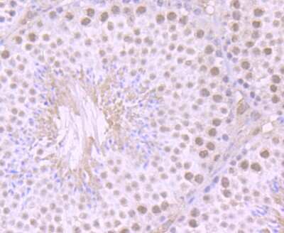Immunohistochemistry-Paraffin: ILF2 Antibody (JU50-33) [NBP2-75539] - Analysis of paraffin-embedded mouse testis tissue using anti-ILF2 antibody. Counter stained with hematoxylin.
