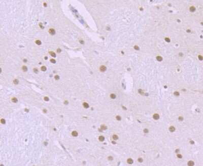 Immunohistochemistry-Paraffin: ILF2 Antibody (JU50-33) [NBP2-75539] - Analysis of paraffin-embedded rat brain tissue using anti-ILF2 antibody. Counter stained with hematoxylin.