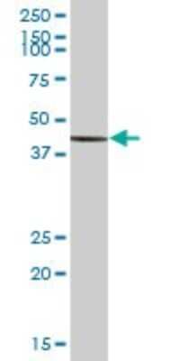 Western Blot: ILF2 Antibody [H00003608-B01P] - Analysis of ILF2 expression in human pancreas.