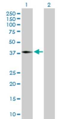 Western Blot: ILF2 Antibody [H00003608-B01P] - Analysis of ILF2 expression in transfected 293T cell line by ILF2 polyclonal antibody.  Lane 1: ILF2 transfected lysate(42.9 KDa). Lane 2: Non-transfected lysate.