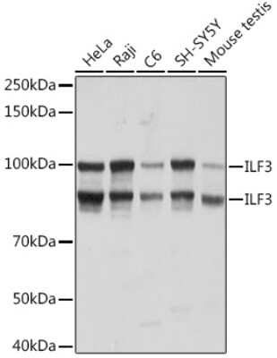 Western Blot ILF3 Antibody (0S2N7)