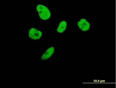 Immunocytochemistry/Immunofluorescence: ILF3 Antibody [H00003609-B01P] - Analysis of purified antibody to ILF3 on HeLa cell. (antibody concentration 10 ug/ml)