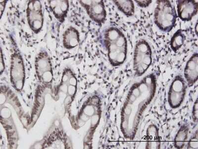 Immunohistochemistry-Paraffin: ILF3 Antibody [H00003609-B01P] - Analysis of purified antibody to ILF3 on formalin-fixed paraffin-embedded human small Intestine. (antibody concentration 3 ug/ml)