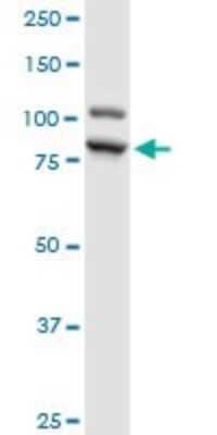 Western Blot: ILF3 Antibody [H00003609-B01P] - Analysis of ILF3 expression in HeLa.