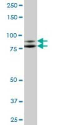 Western Blot: ILF3 Antibody [H00003609-B01P] - Analysis of ILF3 expression in human pancreas.