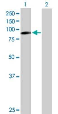 Western Blot: ILF3 Antibody [H00003609-B01P] - Analysis of ILF3 expression in transfected 293T cell line by ILF3 polyclonal antibody.  Lane 1: ILF3 transfected lysate(77.22 KDa). Lane 2: Non-transfected lysate.