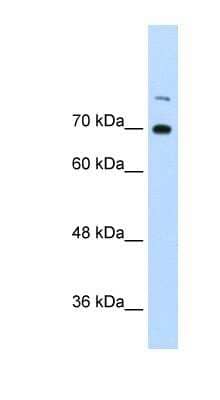 Western Blot: ILF3 Antibody [NBP1-58225] - Titration: 0.0625ug/ml Positive Control: Raji cell lysate.