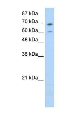 Western Blot: ILF3 Antibody [NBP1-58226] - Titration: 0.2-1 ug/ml, Positive Control: 293T cell lysate.