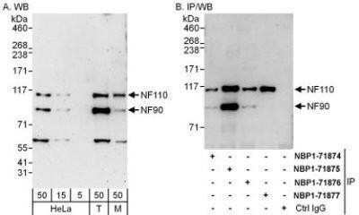 Western Blot: ILF3 Antibody [NBP1-71876] - Whole cell lysate from HeLa (5, 15 and 50 mcg for WB; 1 mg for IP, 20% of IP loaded), 293T (T; 50 mcg) and mouse NIH3T3 (M; 50 mcg) cells. Affinity purified rabbit anti-NF90/NF110 antibody used for WB at 0.04 mcg/ml (A) and 1 mcg/ml (B) and used for IP at 6 mcg/mg lysate.  NF90 and/or NF110 were also immunoprecipitated by rabbit anti-NF90/NF110 antibodies NBP1-71874 and NBP1-71875 as well as anti-NF110 antibody NBP1-71877, each of which recognizes a different epitope.