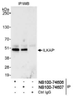 Immunoprecipitation: ILKAP/PP2C delta Antibody [NB100-74606] - ILKAP Antibody [NB100-74606] - Detection of Human ILKAP by Western Blot of  Immunoprecipitates. Samples: Whole cell lysate (1 mg for IP,  20% of IP loaded) from HeLa cells. Antibodies: Affinity purified  rabbit anti-ILKAP antibody NB100-74606 used for IP at 3 mcg/mg  lysate. ILKAP was also immunoprecipitated by rabbit anti-  ILKAP antibody NB100-74607, which recognizes a downstream  epitope.  Detection:  Chemiluminescence with an exposure time of 30 seconds.