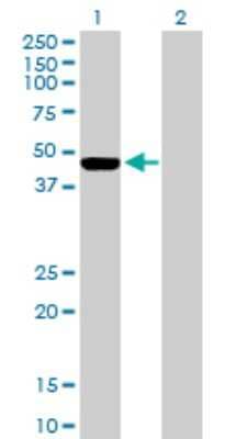 Western Blot: ILKAP/PP2C delta Antibody [H00080895-B01P] - Analysis of ILKAP expression in transfected 293T cell line by ILKAP polyclonal antibody.  Lane 1: ILKAP transfected lysate(43.12 KDa). Lane 2: Non-transfected lysate.