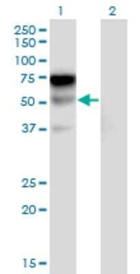 Western Blot: ILT1/CD85h/LILRA2 Antibody (3C7) [H00011027-M17] - Analysis of LILRA2 expression in transfected 293T cell line by LILRA2 monoclonal antibody (M17), clone 3C7. Lane 1: LILRA2 transfected lysate (Predicted MW: 51.2 KDa). Lane 2: Non-transfected lysate.