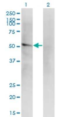 Western Blot: ILT1/CD85h/LILRA2 Antibody (4D7) [H00011027-M14] - Analysis of LILRA2 expression in transfected 293T cell line by LILRA2 monoclonal antibody (M14), clone 4D7. Lane 1: LILRA2 transfected lysate (Predicted MW: 51.2 KDa). Lane 2: Non-transfected lysate.