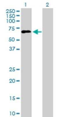 Western Blot: ILT1/CD85h/LILRA2 Antibody [H00011027-B01P] - Analysis of LILRA2 expression in transfected 293T cell line by LILRA2 polyclonal antibody.  Lane 1: LILRA2 transfected lysate(51.26 KDa). Lane 2: Non-transfected lysate.