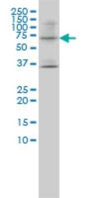 Western Blot: ILT2/CD85j/LILRB1 Antibody (3D3-1D12) [H00010859-M01] - LILRB1 monoclonal antibody (M01), clone 3D3-1D12 Analysis of LILRB1 expression in SW-13.
