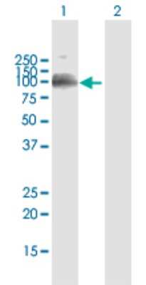 Western Blot: ILT2/CD85j/LILRB1 Antibody [H00010859-B01P] - Analysis of LILRB1 expression in transfected 293T cell line by LILRB1 polyclonal antibody.  Lane 1: LILRB1 transfected lysate(71.5 KDa). Lane 2: Non-transfected lysate.