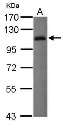 Western Blot: ILT2/CD85j/LILRB1 Antibody [NBP2-15014] - Sample (30 ug of whole cell lysate) A: Raji 7.5% SDS PAGE; antibody diluted at 1:10000.