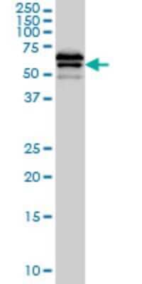 Western Blot: ILT4/CD85d/LILRB2 Antibody (1D4) [H00010288-M01] - LILRB2 monoclonal antibody (M01), clone 1D4 Analysis of LILRB2 expression in Hela S3 NE.