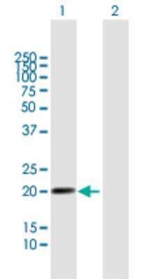 Western Blot: ILT4/CD85d/LILRB2 Antibody [H00010288-B01P] - Analysis of LILRB2 expression in transfected 293T cell line by LILRB2 polyclonal antibody.  Lane 1: LILRB2 transfected lysate(21.23 KDa). Lane 2: Non-transfected lysate.