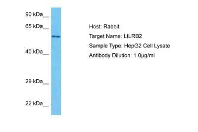 Western Blot: ILT4/CD85d/LILRB2 Antibody [NBP1-98554] - Host: Rabbit. Target Name: LILRB2. Sample Tissue: Human HepG2 Whole Cell. Antibody Dilution: 1ug/ml