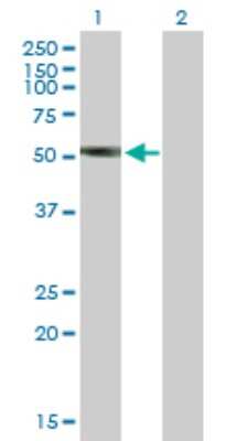 Western Blot: ILT6/CD85e/LILRA3 Antibody [H00011026-B01P] - Analysis of LILRA3 expression in transfected 293T cell line by LILRA3 polyclonal antibody.  Lane 1: LILRA3 transfected lysate(48.29 KDa). Lane 2: Non-transfected lysate.