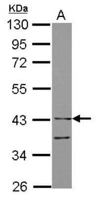 Western Blot: ILT7/CD85g/LILRA4 Antibody [NBP2-15013] - Sample (30 ug of whole cell lysate) A: THP-1 10% SDS PAGE; antibody diluted at 1:10000.