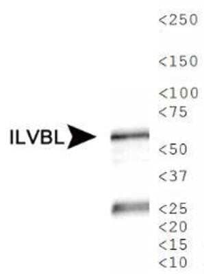 Western Blot: ILVBL Antibody [NBP1-78433] - Analysis of ILVBL in human kidney tissue lysate.