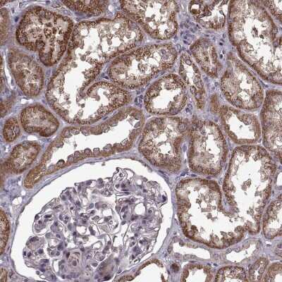 Immunohistochemistry-Paraffin IMMP1L Antibody - BSA Free