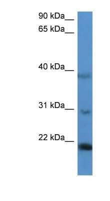 Western Blot IMMP2L Antibody