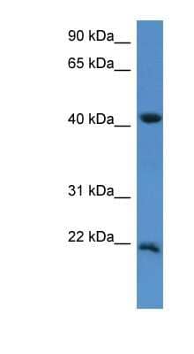 Western Blot IMMP2L Antibody