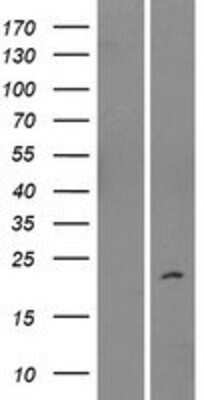 Western Blot IMMP2L Overexpression Lysate